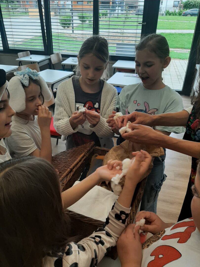 radionica IB pamuk biljka